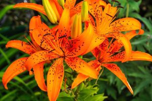 Orange Flowers