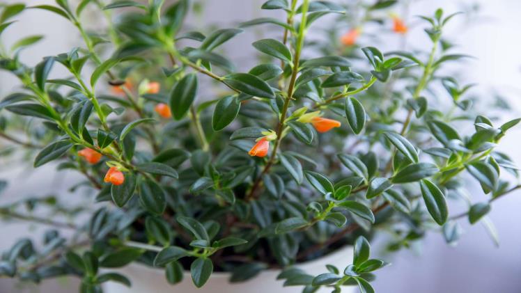Goldfish Plant