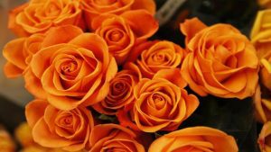 Orange Flowers