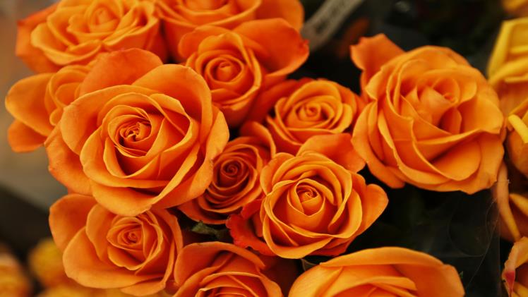 Orange Flowers