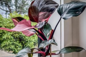 Pink Princess Philodendron