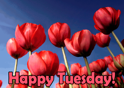 Happy Tuesday GIF