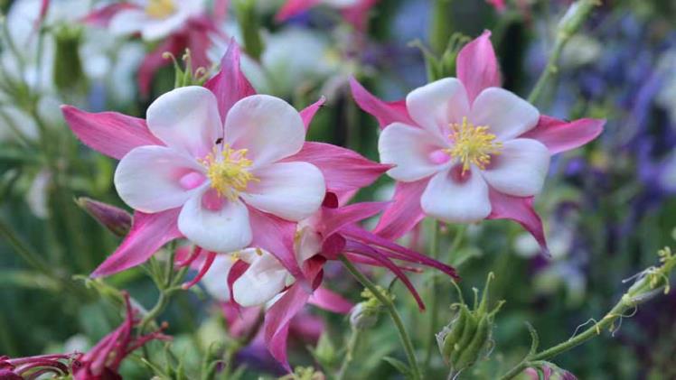 Columbine Flower