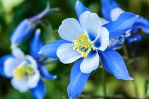 columbine flower