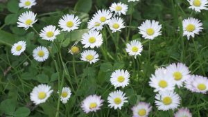 daisy blooms