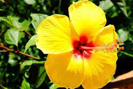hibiscus flower