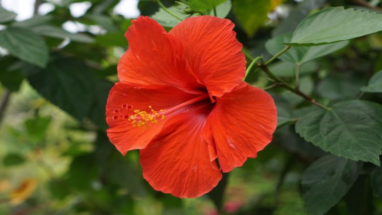 hibiscus flower