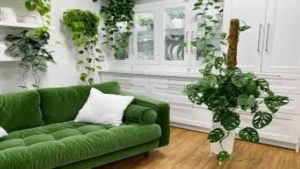 Monstera Adansonii