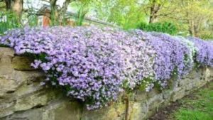 Phlox
