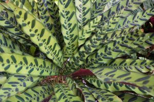 rattlesnake plant