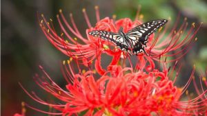 Spider Lily