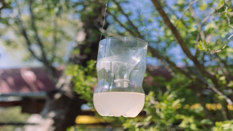 Wasp Trap