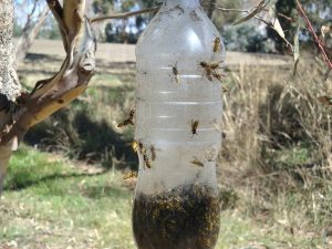 Wasp Trap
