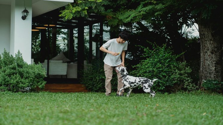 Pet-Friendly Backyard for Your Dog