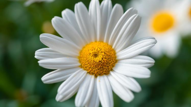 Delightful Daisy
