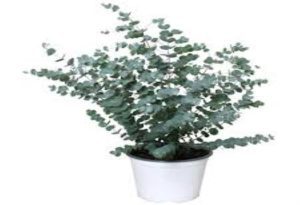 Eucalyptus Plant