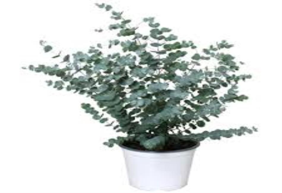 Eucalyptus Plant