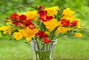 Freesia