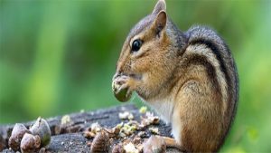 How to Get Rid of Chipmunks