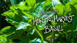 How to Harvest Basil