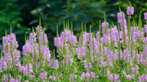 Obedient Plant