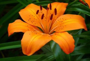 Orange Lily