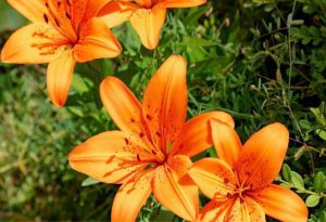 Orange Lily