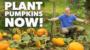 Pumpkin Plant