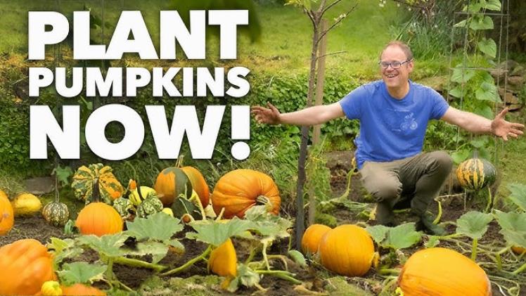 Pumpkin Plant