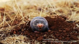 Signs of Moles in Your Yard