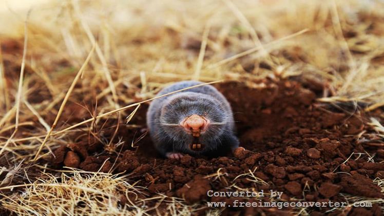 Signs of Moles in Your Yard