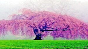 Weeping Cherry Tree