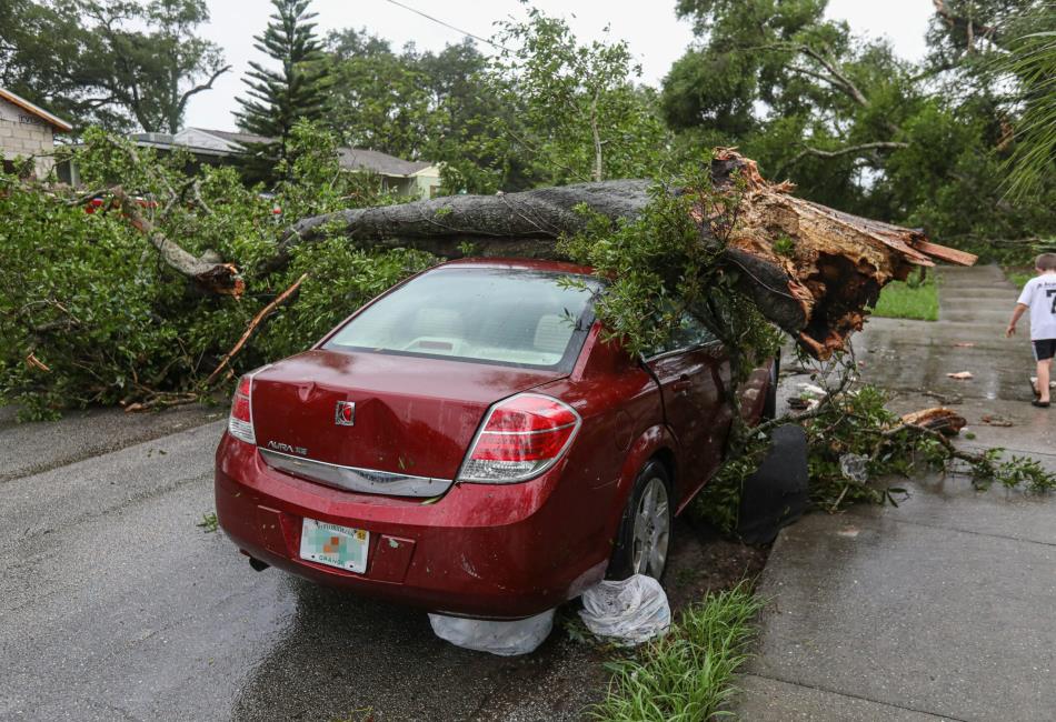 Richardson Tree Services