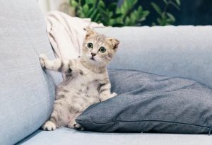 Pet Stain Myths
