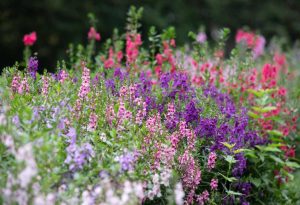 Angelonia