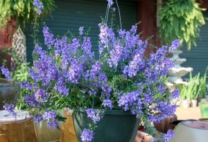 Angelonia