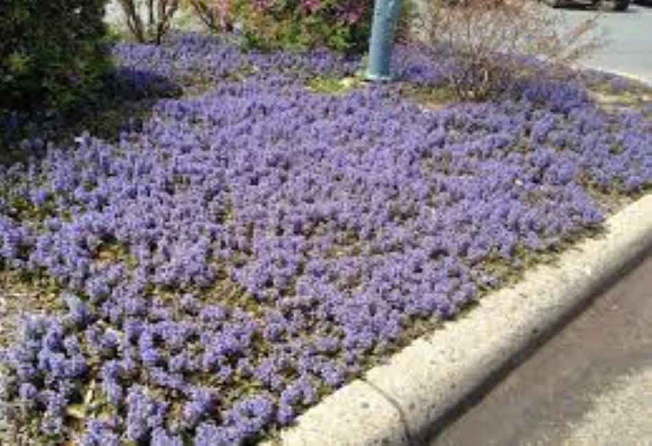 Bugleweed Tea Bugleweed: A Versatile Herb With Medicinal And Ornamental Value