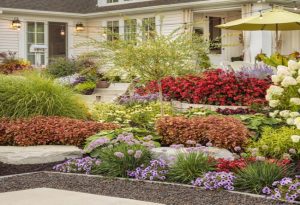 Garden Phlox