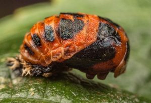 Ladybird Larvae