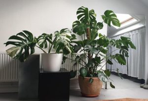Monstera Albo