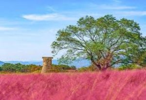 Pink Muhly Grass