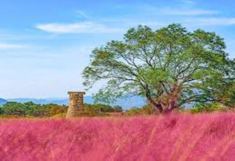 Pink Muhly Grass