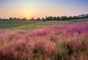 Pink Muhly Grass