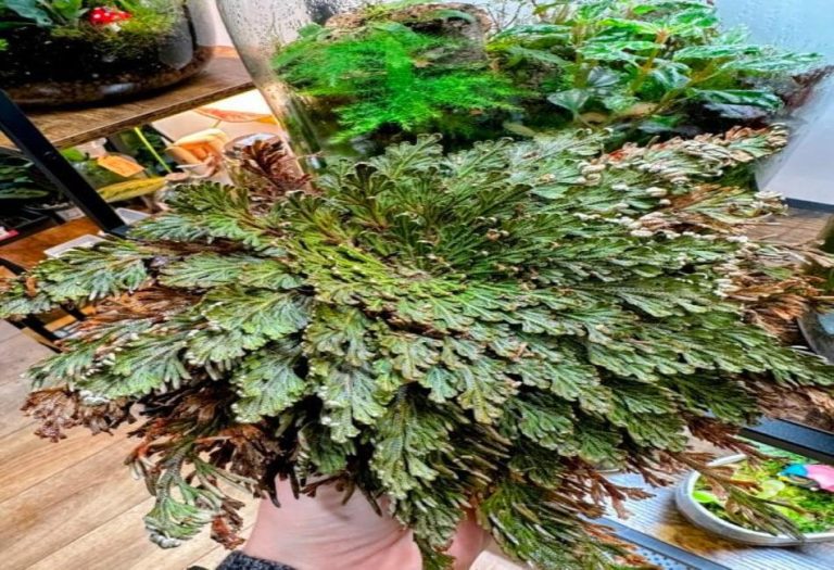 The Rose of Jericho A Fascinating Resurrection Plant