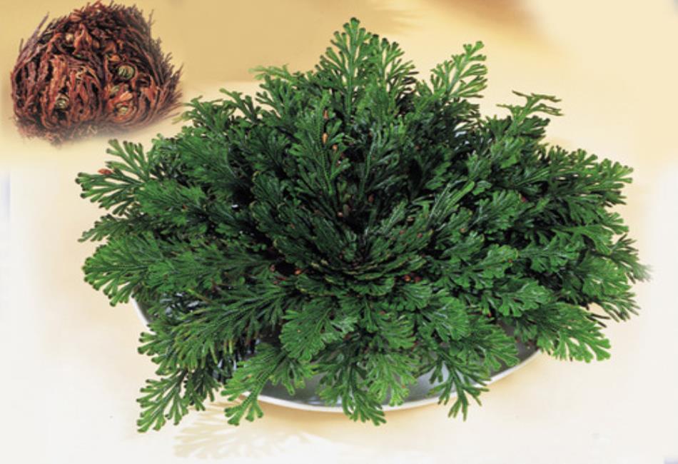 Rose of Jericho