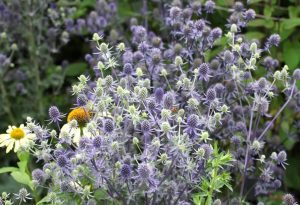 Sea Holly