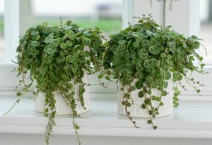 String of Turtles