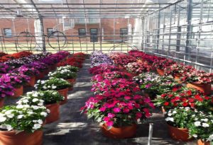 SunPatiens