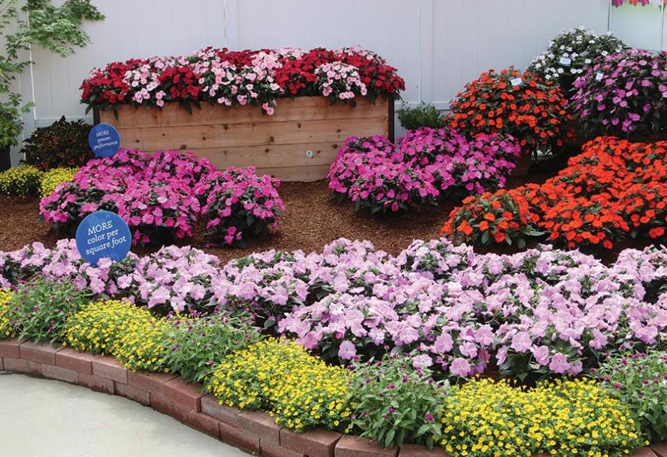 SunPatiens