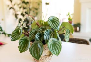 Watermelon Peperomia